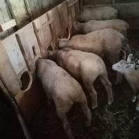 Agnelli bariscion maschi e femmine