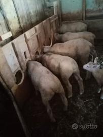 Agnelli bariscion maschi e femmine