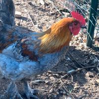 Gallo Marans blu ramato