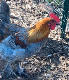 Gallo Marans blu ramato