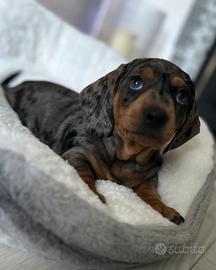 Cuccioli bassotti merle maschi femmine