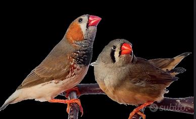 Bengalini, diamantini mandarini