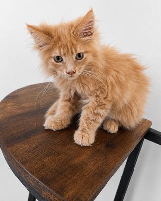 Cuccioli di Maine Coon