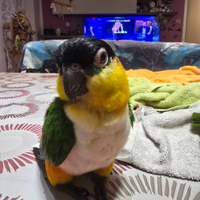 Coppia Caicchi testa nera