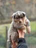 cuccioli-australian-shepeard-super