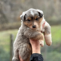 Cuccioli australian shepeard super