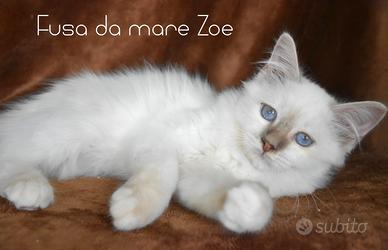 cucciolo sacro di Birmania Lilac tabby point 
