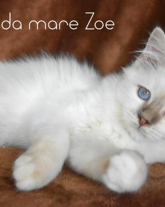 cucciolo sacro di Birmania Lilac tabby point 