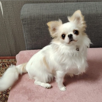 Chihuahua maschio monta Pavia