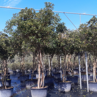 Esemplari multitronco di pittosporo