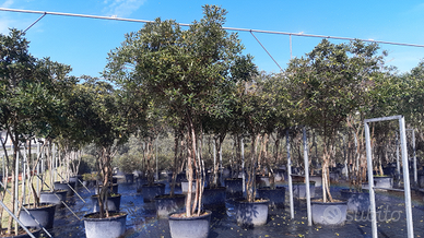 Esemplari multitronco di pittosporo