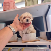 Maltipoo linea coreana