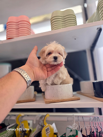 Maltipoo linea coreana