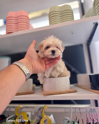 Maltipoo linea coreana
