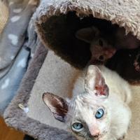 Gattina Sphynx Velour