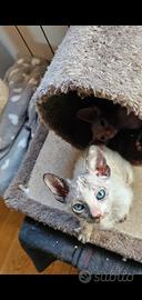 Gattina Sphynx Velour