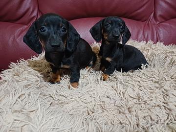 Bassotti kaninchen/nano piccoli