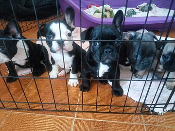 Cuccioli Bulldog francese