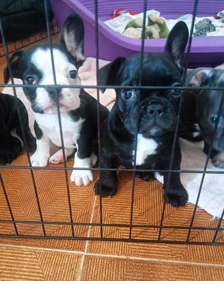 Cuccioli Bulldog francese