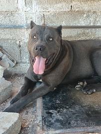 Cane corso