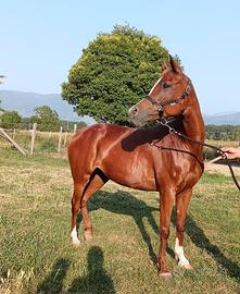 cavalla 