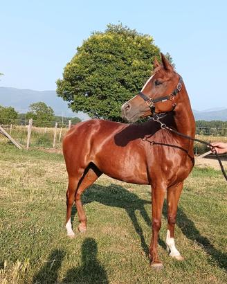 cavalla 
