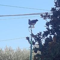 Zimbelli e volantini caccia