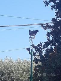 Zimbelli e volantini caccia