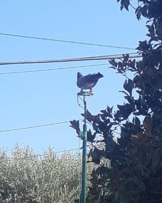 Zimbelli e volantini caccia