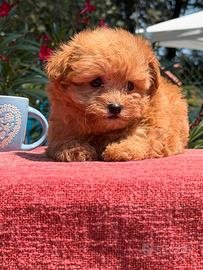Prenotazione Cuccioli di Maltipoo Toy Red
