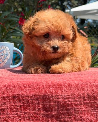 Prenotazione Cuccioli di Maltipoo Toy Red