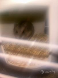 Do Criceto russo (cucciolo)