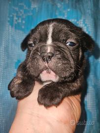 Bulldog francese bringe