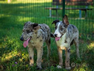 Cuccioli Border collie maschi