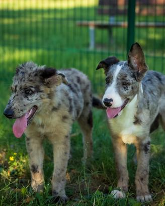 Cuccioli Border collie maschi