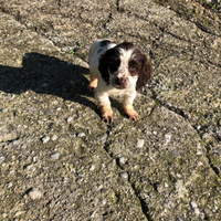 Femmina di springer spaniel tre mesi e mezzo