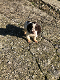 Femmina di springer spaniel tre mesi e mezzo