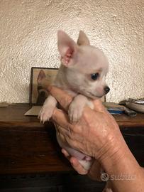 Chihuahua