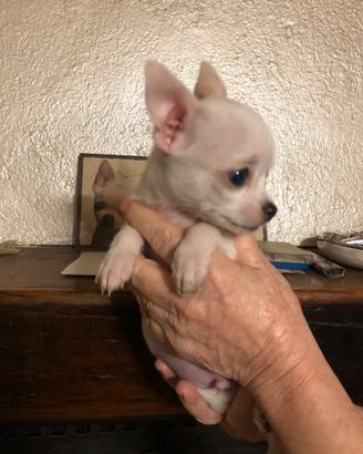 Chihuahua