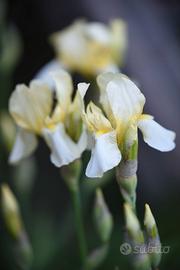 IRIS rizomi 