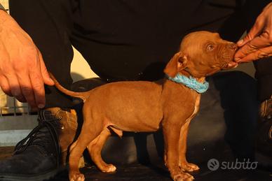 Maschietti di Pitbull