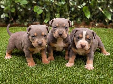 American Pitbull terrier tricolore