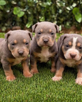 American Pitbull terrier tricolore