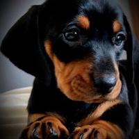 Cucciolo0 bassotti maschio nero lucido