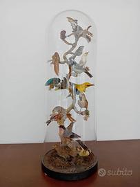Tassidermia uccelli cupola in vetro vittoriana