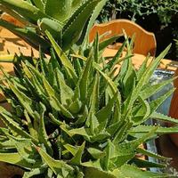 Aloe vera ornamentale grande - pianta tonda e comp