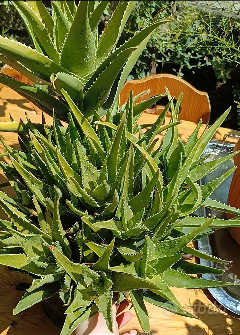 Pianta Di Aloe Arborescens Biologica In Vaso 35 Cm - Altezza 60 Cm, Età 8 Anni - Vera Pianta Da Esterno/balcone Di EGarden.store
