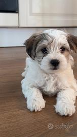 Cane Cucciolo