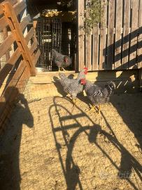 Gallo Amrock