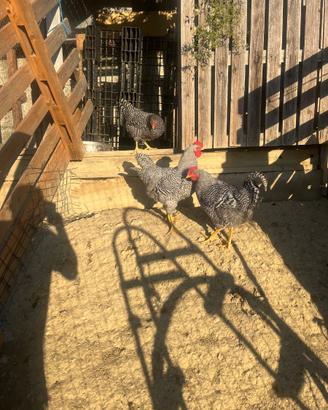 Gallo Amrock